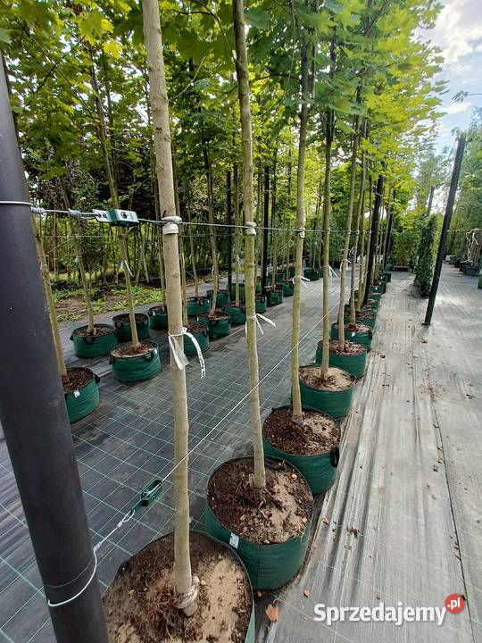 Klon pospolity nasadzenia zastępcze Białystok
