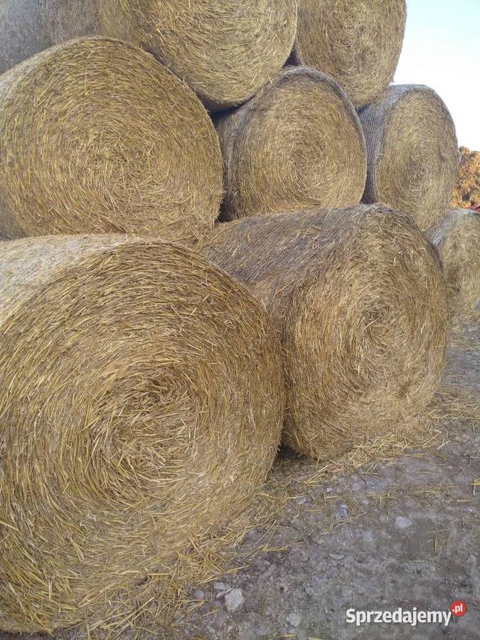 Słoma 150 Łosice sprzedam