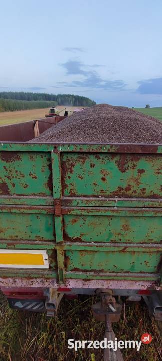 Gryka 2025 nasiona poplon Usnarz Górny