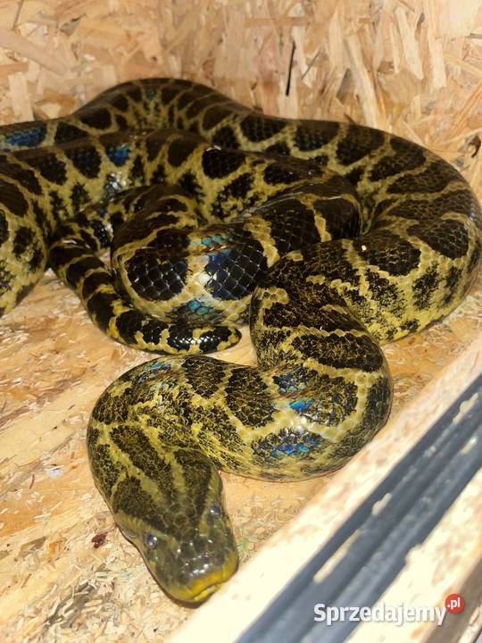 Anakonda żółta Poznań