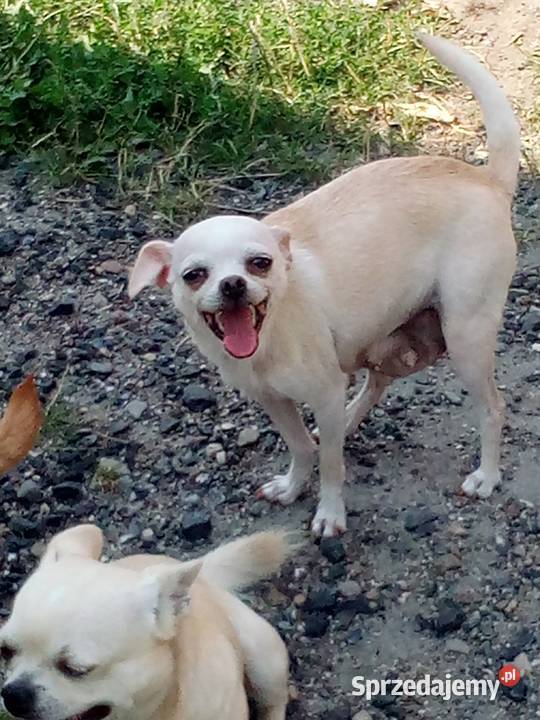 Chihuahua szczeniaki