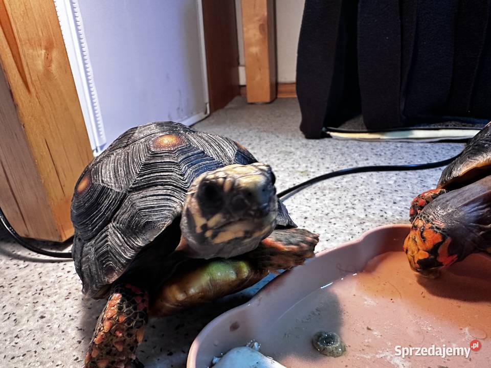 Żółw Żabuti czarny pomorskie Gdynia