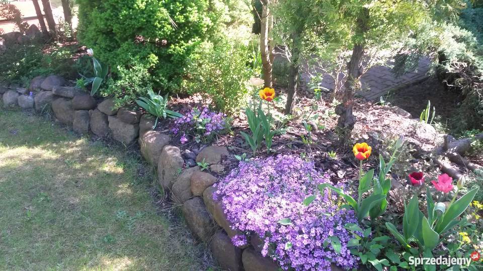 Działka z domkiem ROD Komorów kPruszkowa Komorów