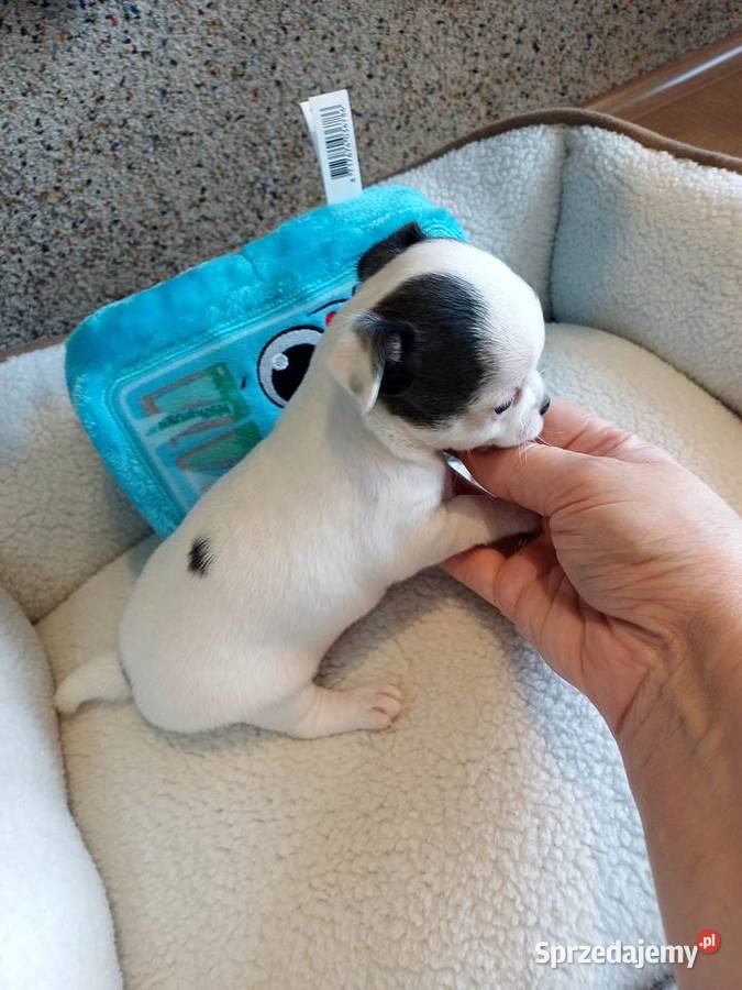 Biała Zjawiskowa Dziewczynka Chihuahua Zgierz