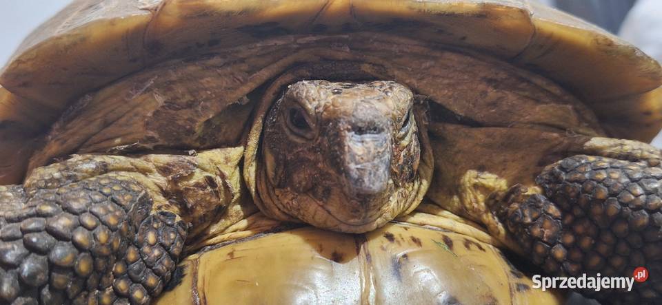 Żółw lądowy Modlniczka