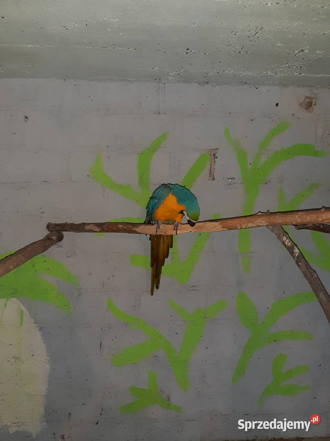 Sprzedam papugi ary Ptaki Kraków