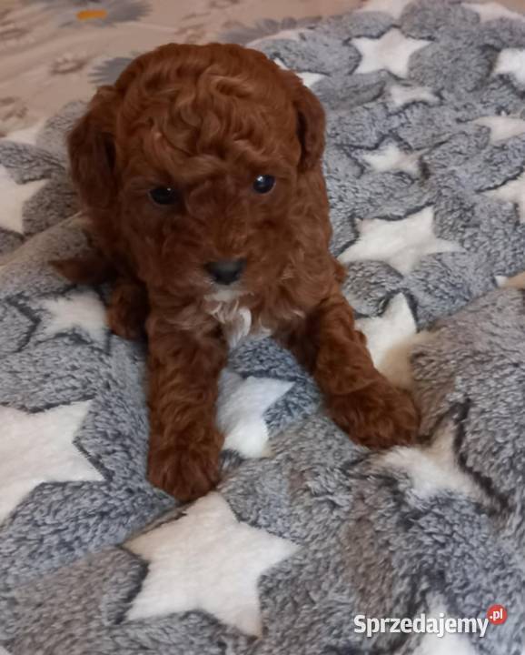 Pudel miniaturowy toy Pozostałe podkarpackie Boguchwała