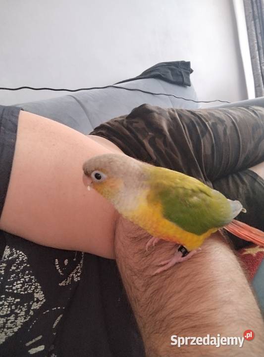 Rudosterki ręcznie karmione Rzeszów