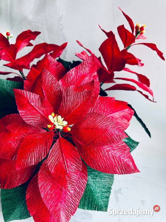 GWIAZDA BETLEJEMSKA Poinsecja w doniczce Zielona Góra