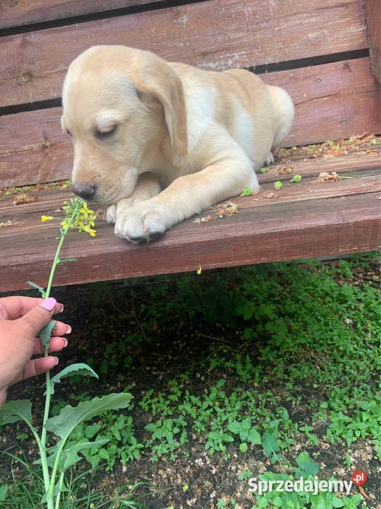 Labrador biszkoptowa suczka Stare Polesie
