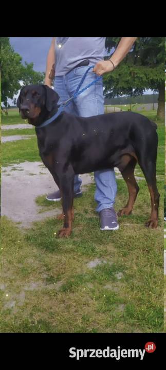 Dobermany szczeniaki mocne Ostrów Mazowiecka