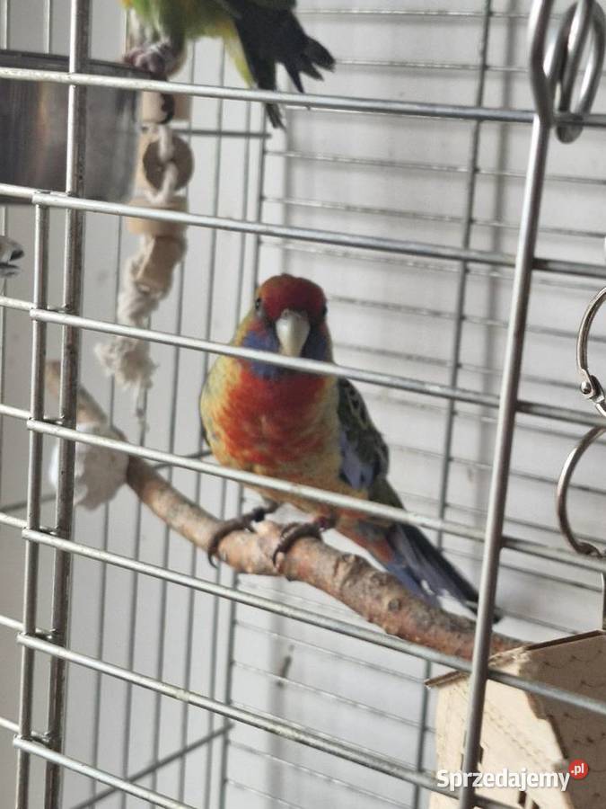 Rozelle królewska samiec 2025 Włocławek