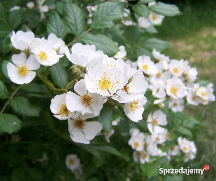 RÓŻA WIELOKWIATOWA Rosa multiflora NASIONA 2000 Lubanie