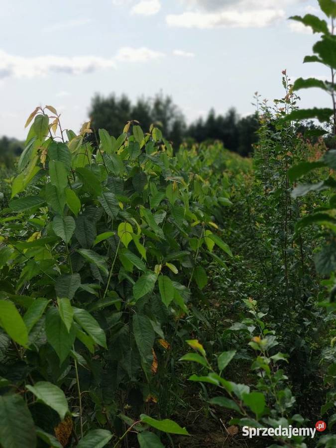 Drzewka Owocowe Producent Wysyłka podkarpackie Dębica sprzedam