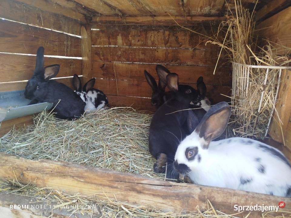 Króliki rasowe i mieszańce
