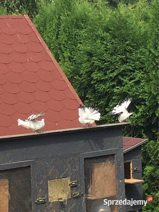 Gołębie pawiki pawik Ptaki podkarpackie Dębica