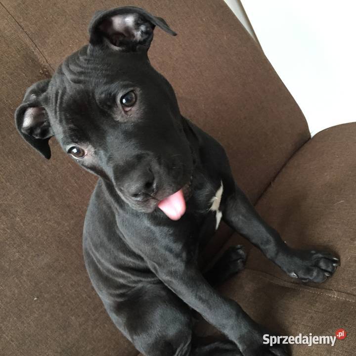 Szczeniak Suczka śląskie Mikołów