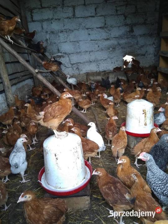 Kurczaki kury 7tygodni odchow wlasny Kolno