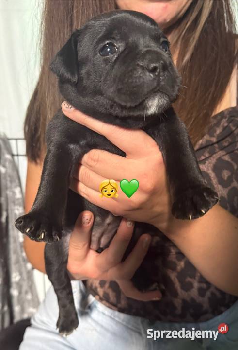 Staffordshire Bull terrier stafik szczeniak Zwierzęta