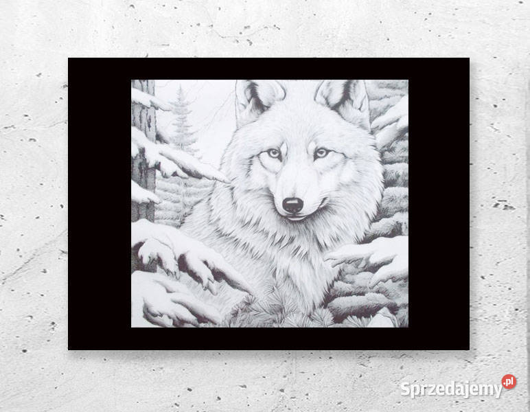wilk plakat A4 podkarpackie Rzeszów sprzedam