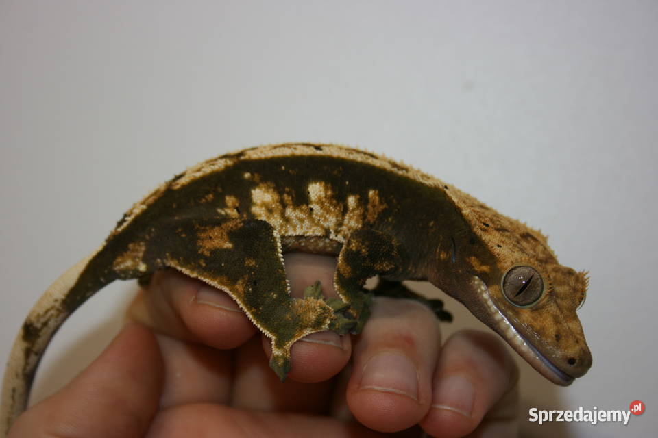Gekon orzęsiony samica Sosnowiec