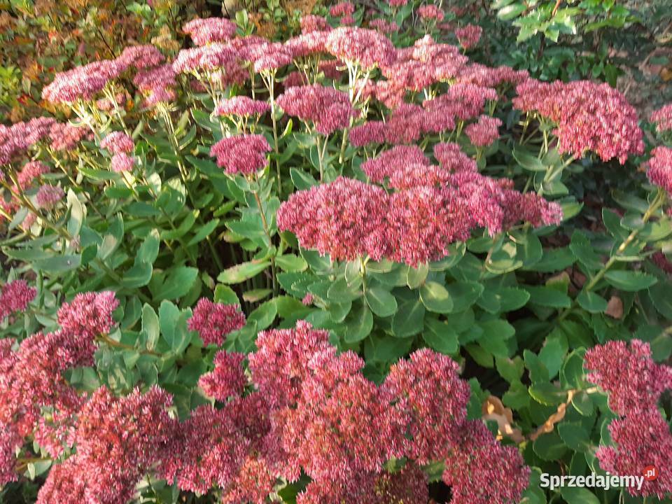 Rozchodnik okazały Brillant dekoracyjny ogrodowy Dom i Ogród Lublin