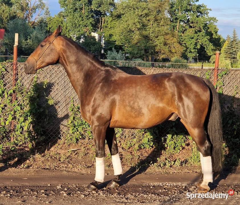 Walach do małego sportu Pruszków