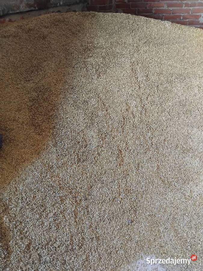 Sprzedam owies lubelskie Słotwiny