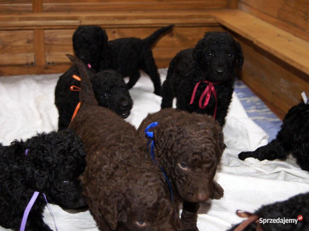 Curly Coated Retriever szczenieta Warszawa sprzedam