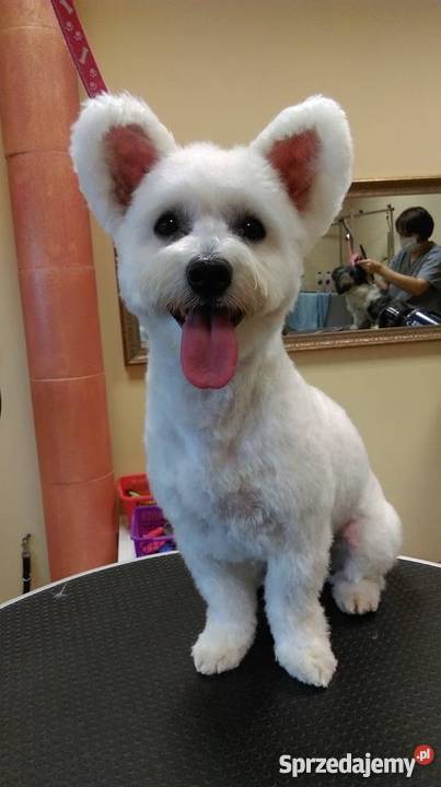 Fryzjer psa strzyżenie psów Salonik Pupilek Psy