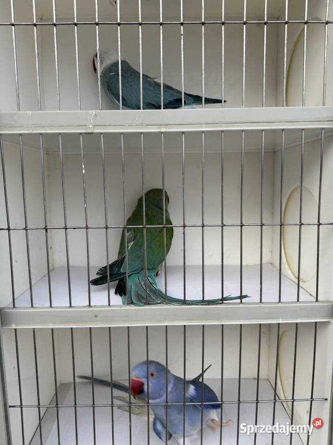 Sprzedam papugi Ptaki podkarpackie Rzeszów sprzedam