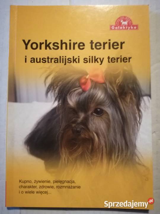 Yorkshire terier i australijski silky Gliwice