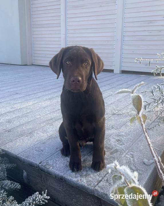 Labrador Retriever Czekoladowy Piekary