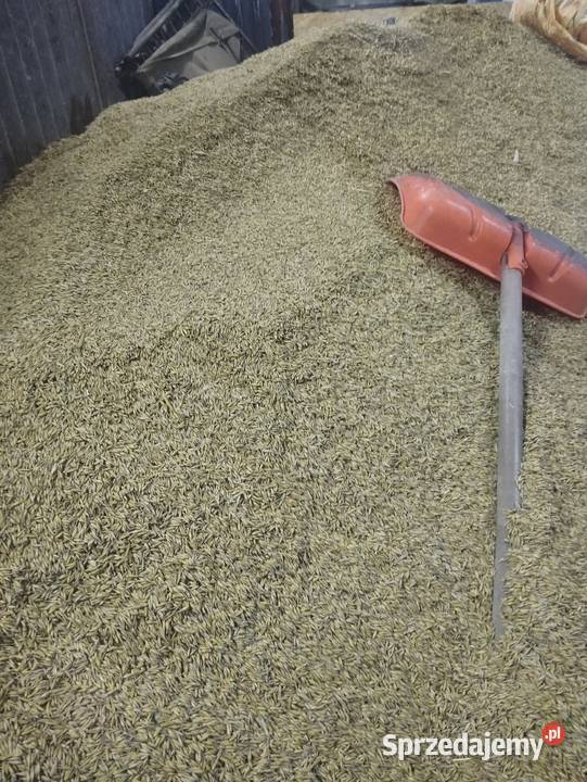 Owies tegoroczny małopolskie Skała