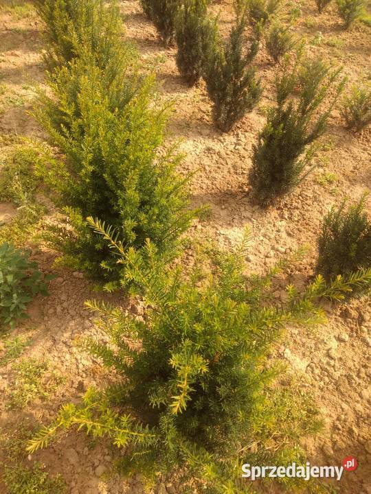 TUJA SZMARAGF 140 DO 160 WYPRZEDAŻ HURT DETAL Gawłuszowice sprzedam