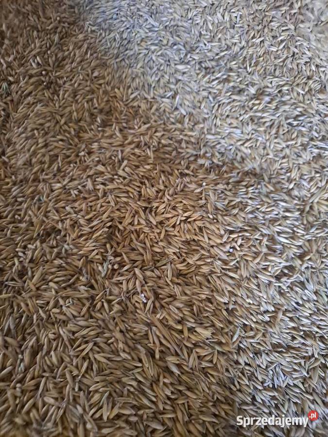 Owies Zboża śląskie Siewierz