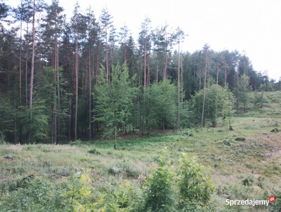 Działki budowlane w lesie wodą Purda