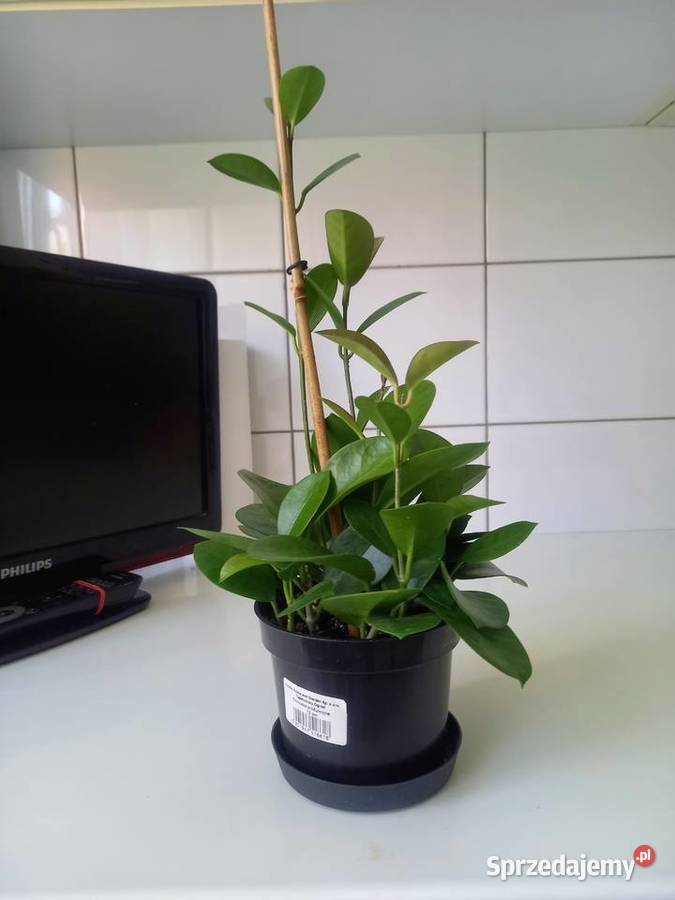 Hoya australis gęsta sadzonka Częstochowa