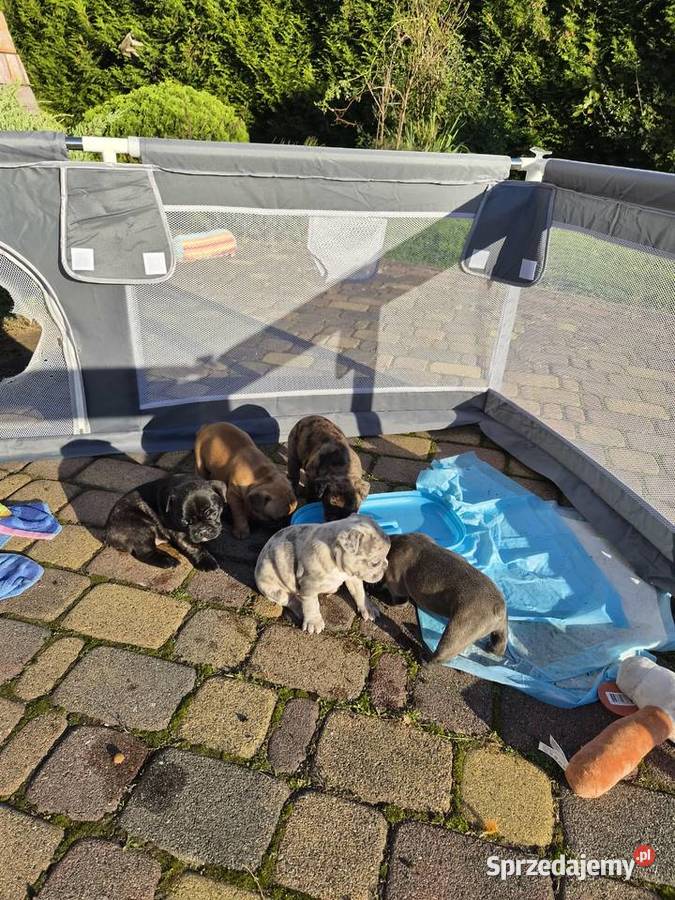 Buldogi francuskie Besko sprzedam
