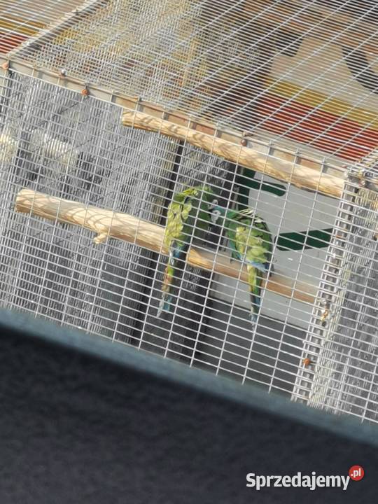 Ara Marakana Ary Marakana 2022r Para Grodzisk Wielkopolski sprzedam