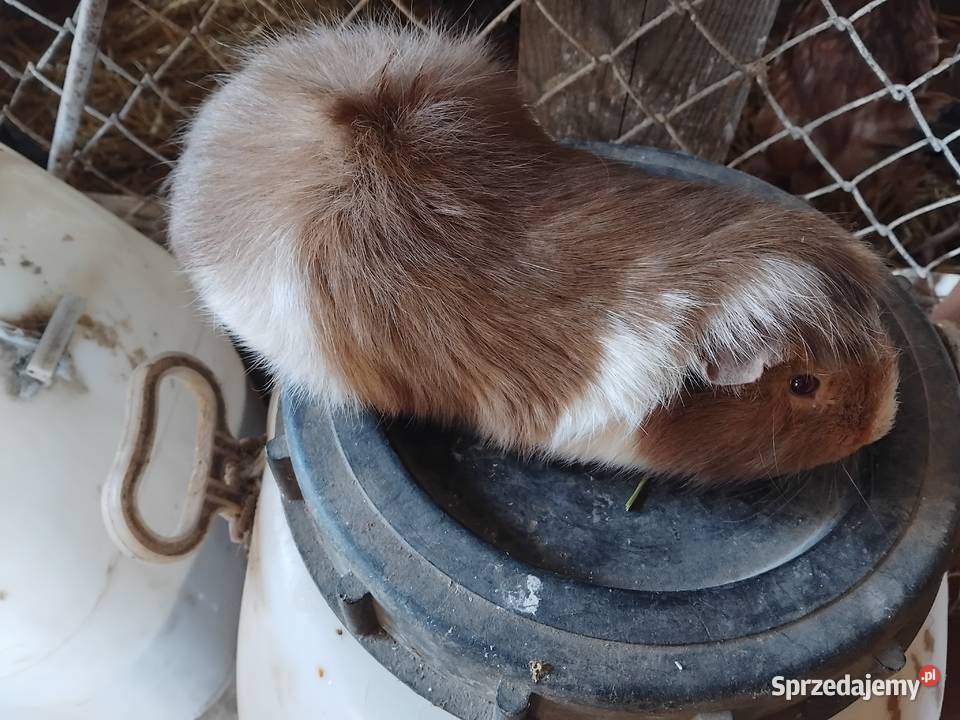 Świnki morskie Rojów