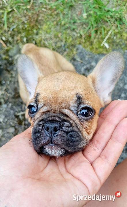 Suczka buldog francuski