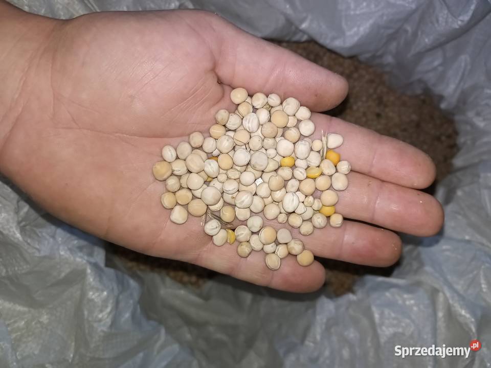 Groch siewny astronaute batuta Rudnik