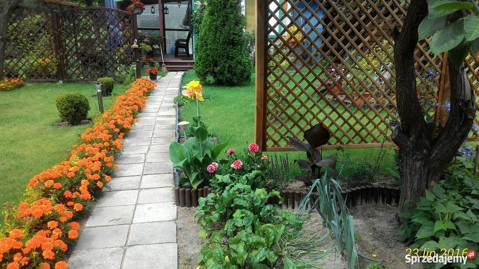 Działka ROD w Stefanowo