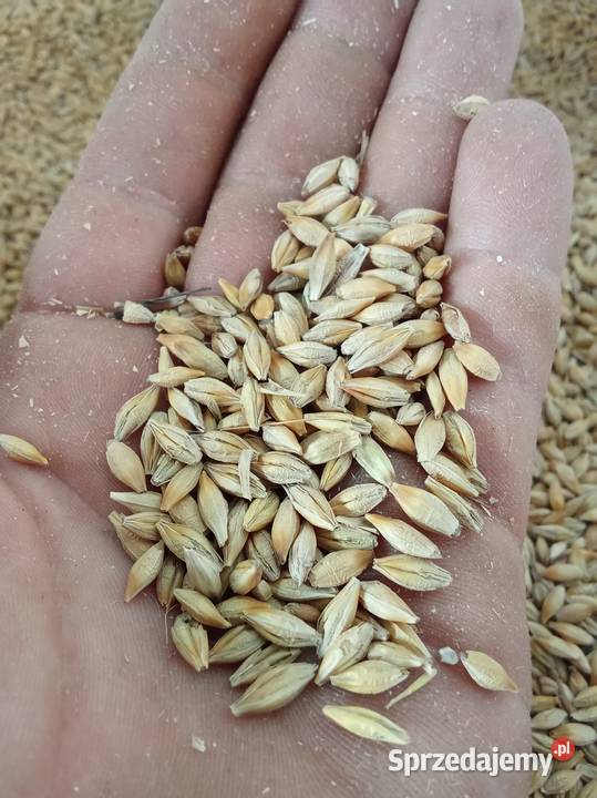 sprzedam jęczmień Klimontów