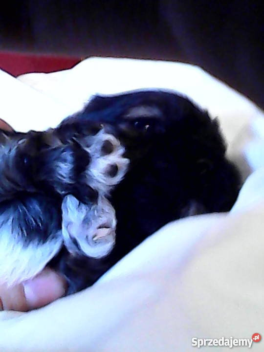 Szczeniaki shih tzu sprzedam