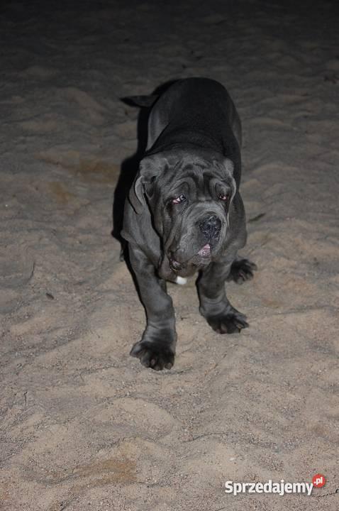 SZCZENIAKI MASTINO NAPOLETANO Ełk