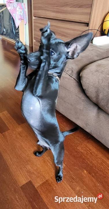 Pinczer Mini Gdańsk sprzedam