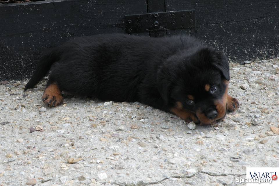 Szczenięta rasy Rottweiler rodowód ZKwP Zaskale