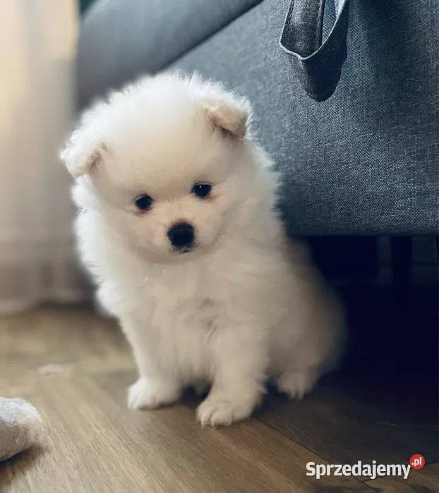 Pomeranian Szpic miniaturowy Miniaturowe Lwy Szpic miniaturowy